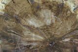 Triassic Woodworthia Petrified Log - Zimbabwe #85918-2
